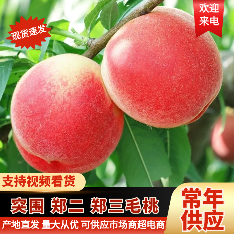 突围毛桃郑二毛桃郑三毛桃新鲜陕西大荔毛桃一手货源