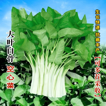 大叶白骨空心菜种子500克装白梗大叶空心菜籽春夏秋易种