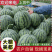 《农户自种》大棚瓜/大棚美都西瓜/重庆西瓜/重庆美都西瓜