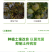 植挥官肥料花卉瓜果蔬菜生根液快速壮苗微生物菌剂养根护