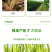 植挥官肥料花卉瓜果蔬菜生根液快速壮苗微生物菌剂养根护