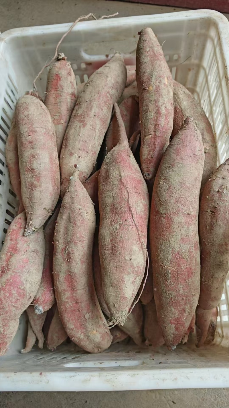 户县精品板栗红薯现挖现发质量保证，欢迎大家选购