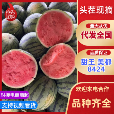 【千人收藏】河北麒麟西瓜/麒麟美都/麒麟有籽/麒麟无籽