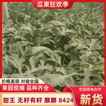 【实力优选】甜王西瓜/麒麟西瓜/美都麒麟/甜王无籽/8424