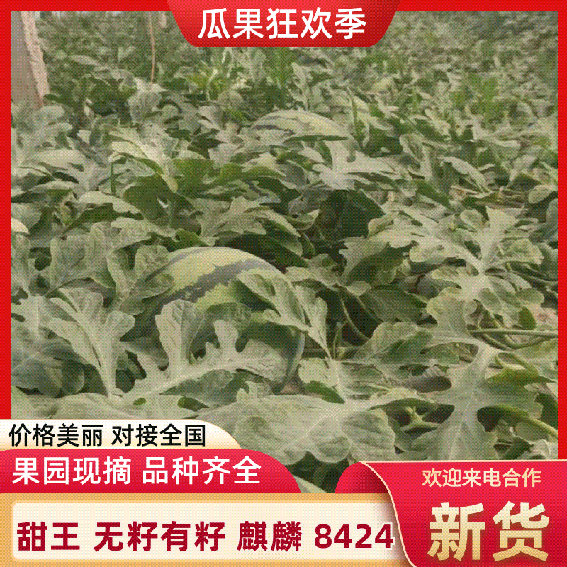 【实力优选】甜王西瓜/麒麟西瓜/美都麒麟/甜王无籽/8424