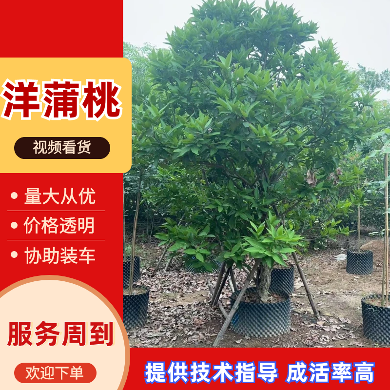 供应：（洋蒲桃）莲雾10-12公分，有需要的老板来电咨询