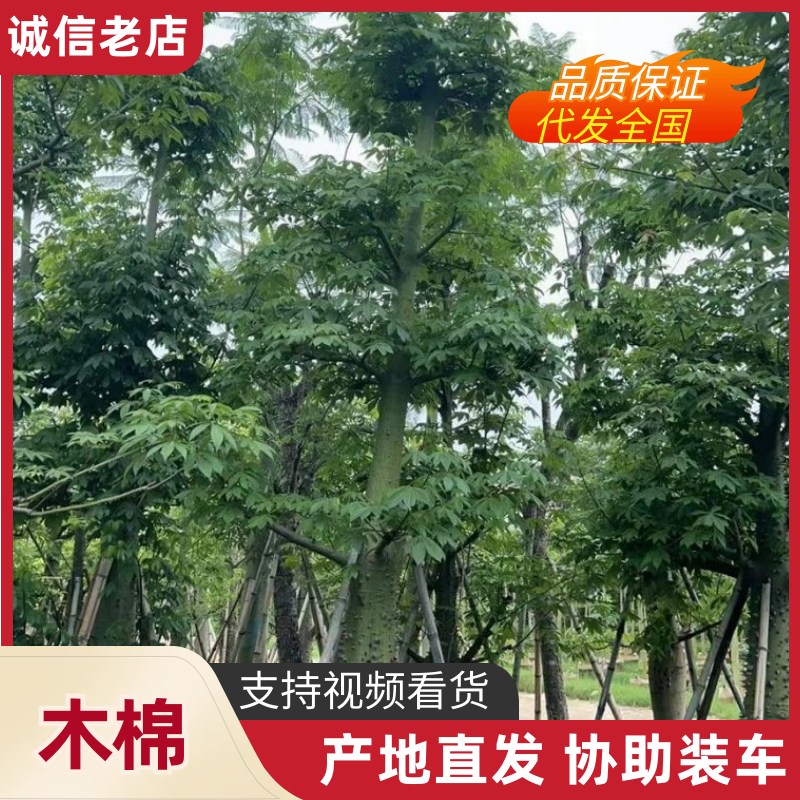 供应：美丽异木棉18-20-22公分，有需要的老板来电咨询