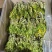【实力推荐】鲜干霸王花、剑花产地直发可视频看货对接全国