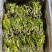 【实力推荐】鲜干霸王花、剑花产地直发可视频看货对接全国
