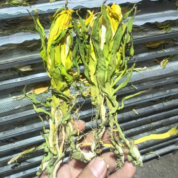 【实力推荐】鲜干霸王花、剑花产地直发可视频看货对接全国