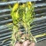【实力推荐】鲜干霸王花、剑花产地直发可视频看货对接全国