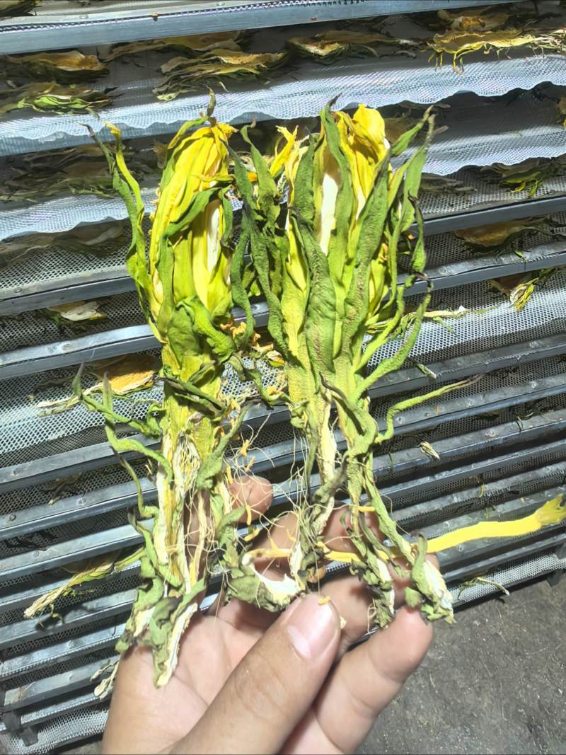 【实力推荐】鲜干霸王花、剑花产地直发可视频看货对接全国