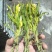 【实力推荐】鲜干霸王花、剑花产地直发可视频看货对接全国
