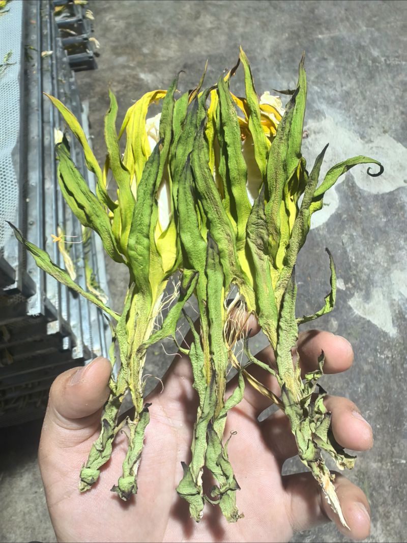 【实力推荐】鲜干霸王花、剑花产地直发可视频看货对接全国