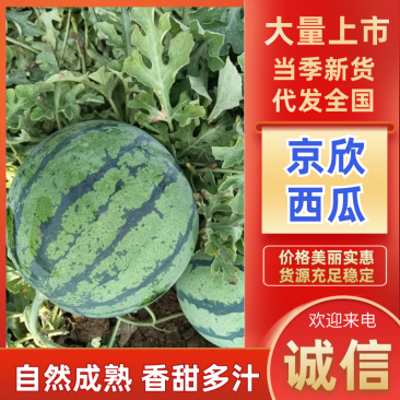京欣西瓜天津京欣西瓜小京欣3斤起现摘现发包熟包甜