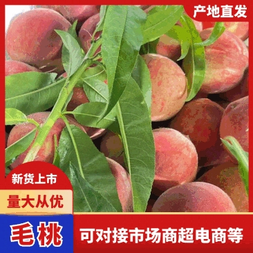 突围/美佳/春雪毛桃口感脆甜多汁大量上市产地发货货源充足