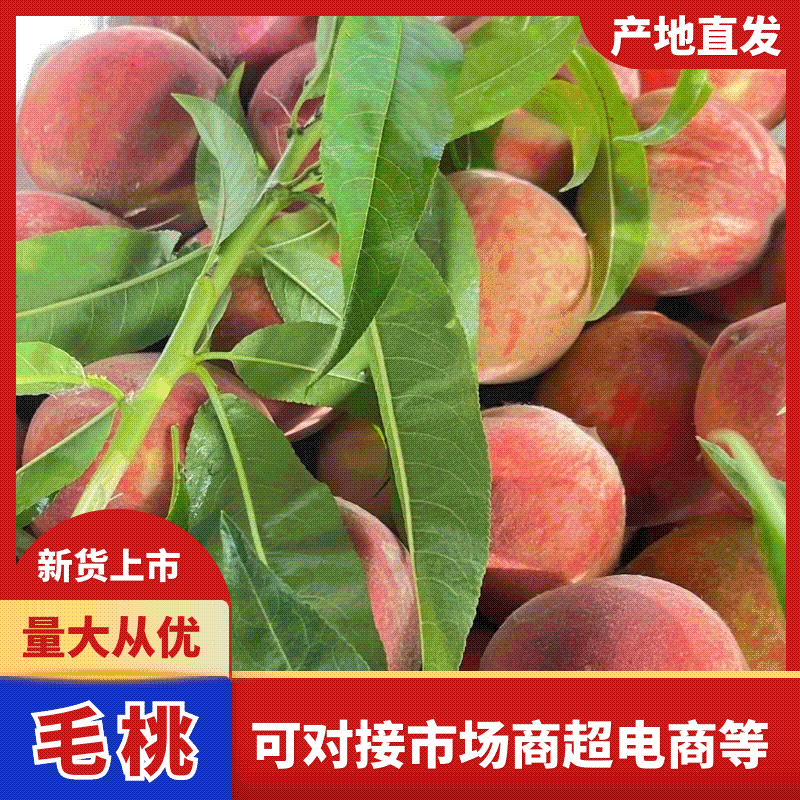 突围/美佳/春雪毛桃口感脆甜多汁大量上市产地发货货源充足