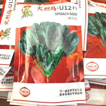 火烈鸟耐热菠菜种子抗病直立圆叶黑油亮耐捆扎耐抽苔