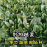 火烈鸟耐热菠菜种子抗病直立圆叶黑油亮耐捆扎耐抽苔