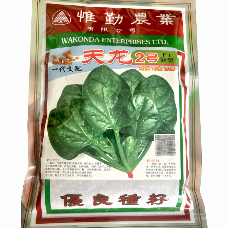 天龙2号菠菜种子半圆叶肥厚大叶耐热耐寒抗病大田基地