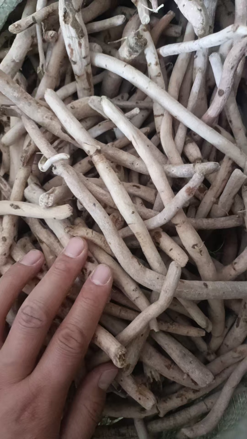 白芍基地直发保质保量规格齐全量大优惠视频看货