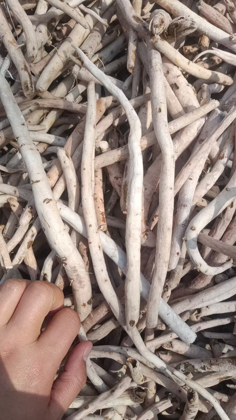 白芍基地直发保质保量规格齐全量大优惠视频看货
