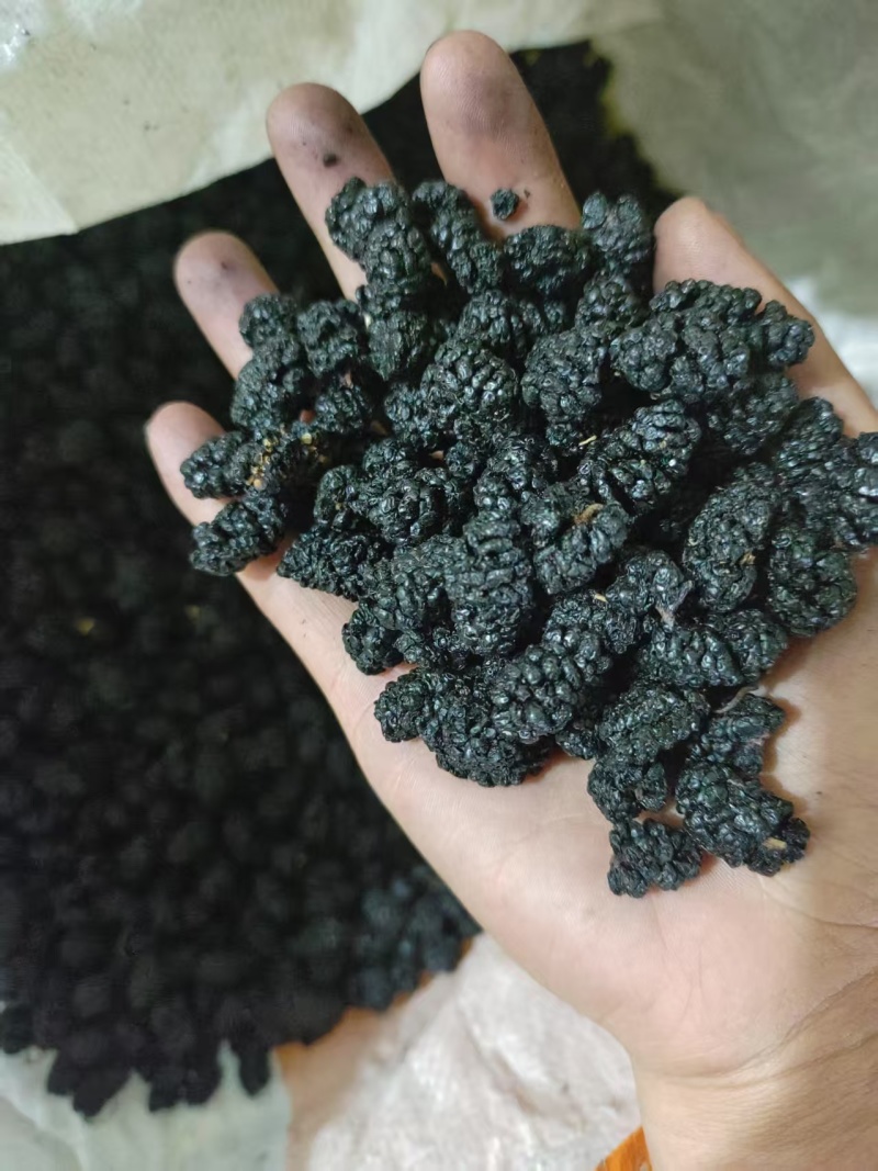 桑葚干产地直销量大质优价格优惠一手货源欢迎咨询采购