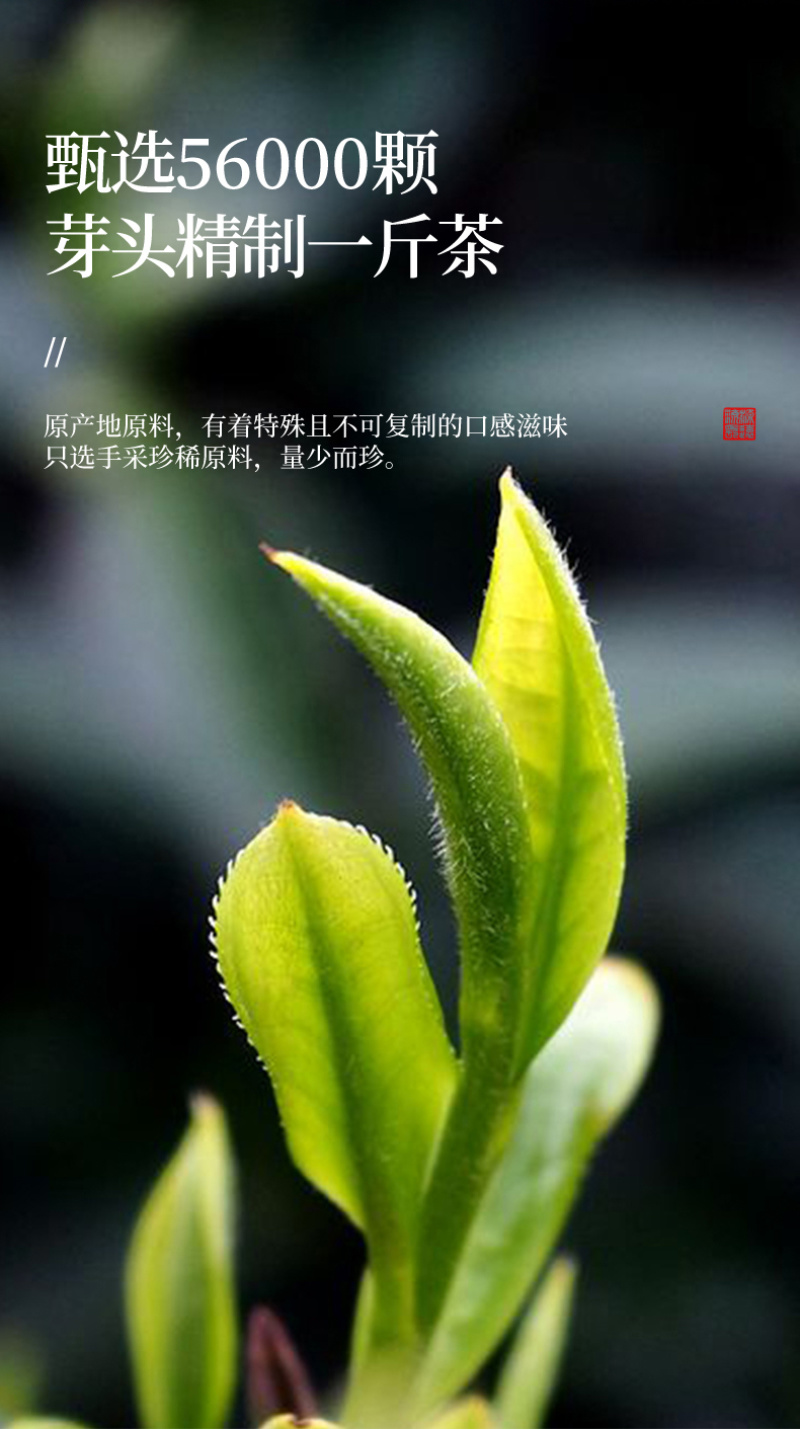 龙井茶2026新茶正宗杭州雨前豆香绿茶茶叶春茶500g
