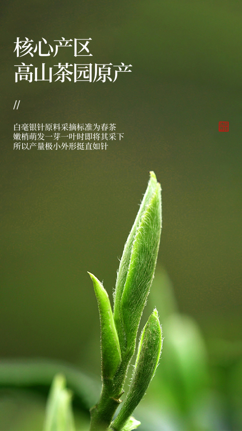 新茶茉莉花茶针王全芽浓香型茉莉银针金针大白毫罐装500g