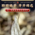 茉莉花茶浓香型2026新茶广西横县茉莉飘雪茶叶250g