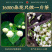 茉莉花茶浓香型2026新茶广西横县茉莉飘雪茶叶250g