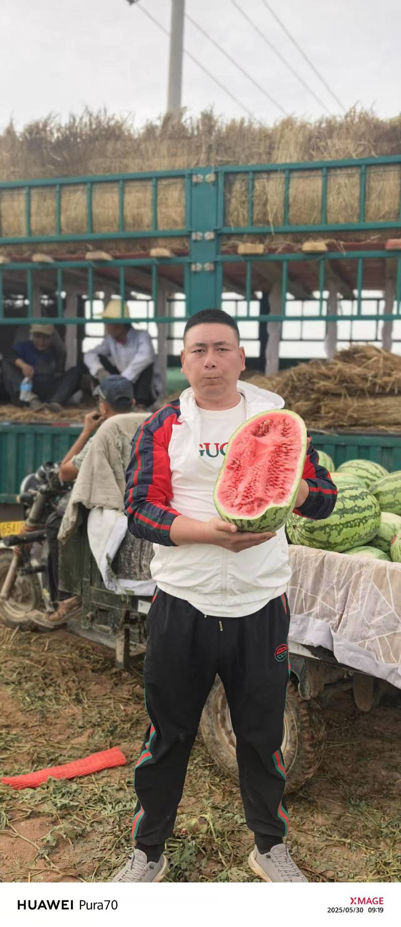 【实力供货】一手货源新疆吐鲁番金城五号西瓜清甜可口热卖中