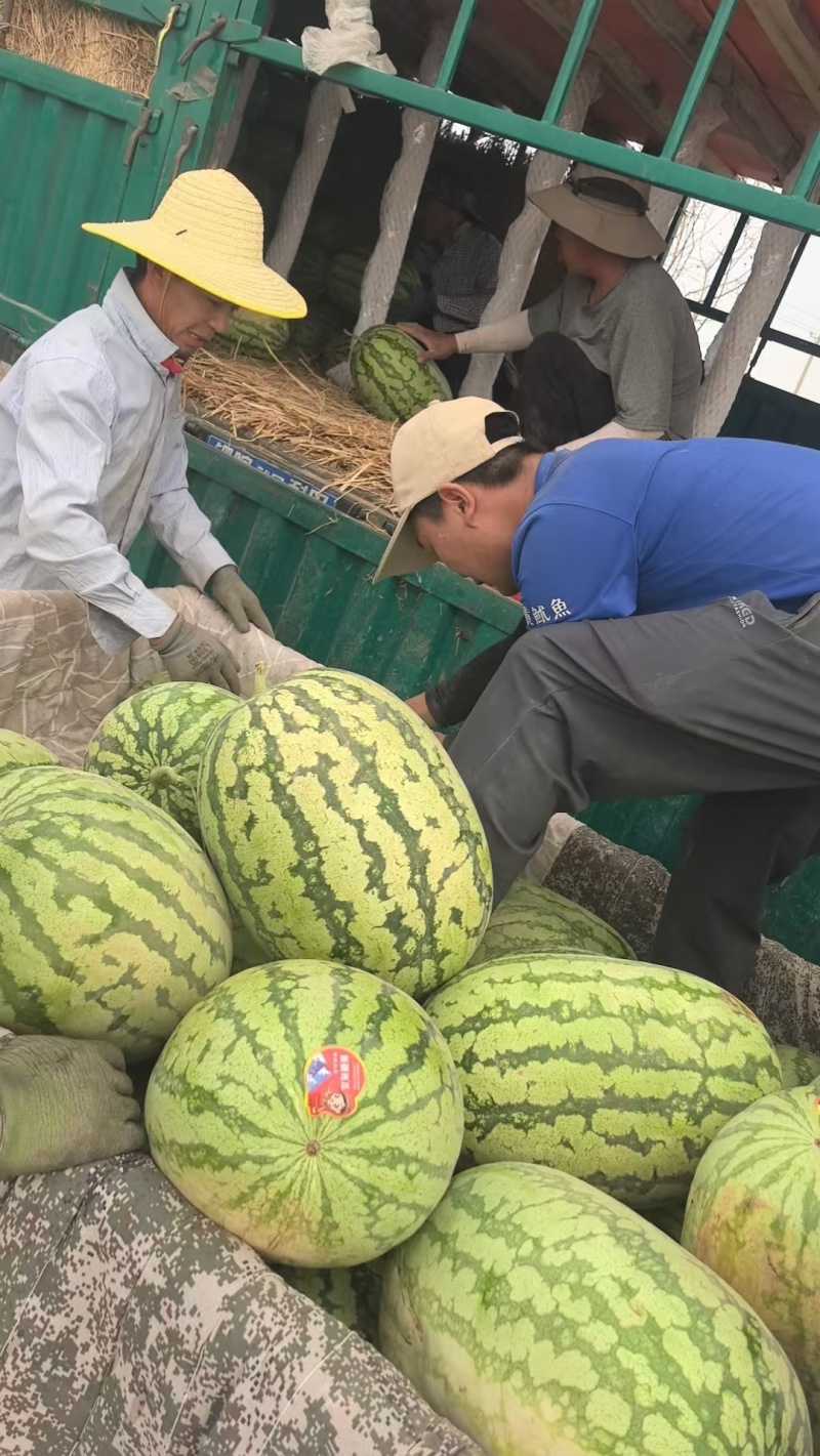 【实力供货】一手货源新疆吐鲁番金城五号西瓜清甜可口热卖中