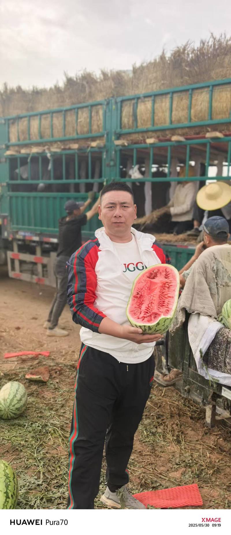 【实力供货】一手货源新疆吐鲁番金城五号西瓜清甜可口热卖中