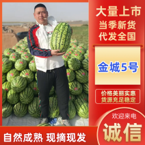 【实力供货】新疆吐鲁番金城5号西瓜对接全国市场清甜可口