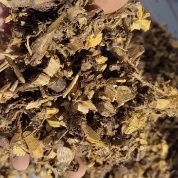 金雀根/锦鸡儿根/阳雀花根产地直销
