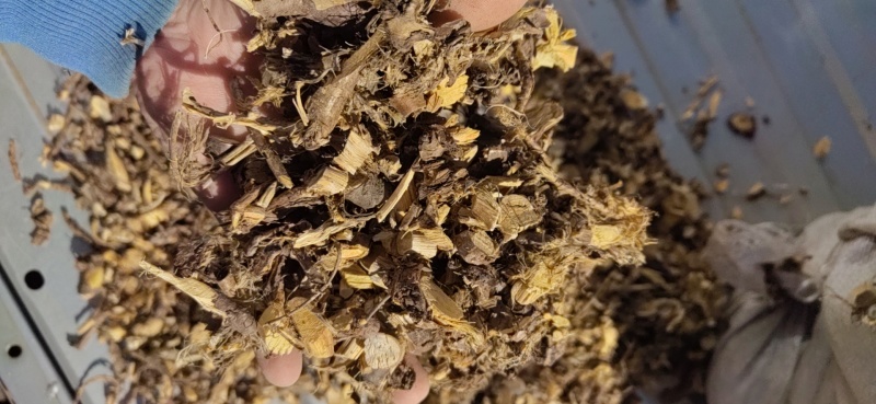 金雀根/锦鸡儿根/阳雀花根产地直销