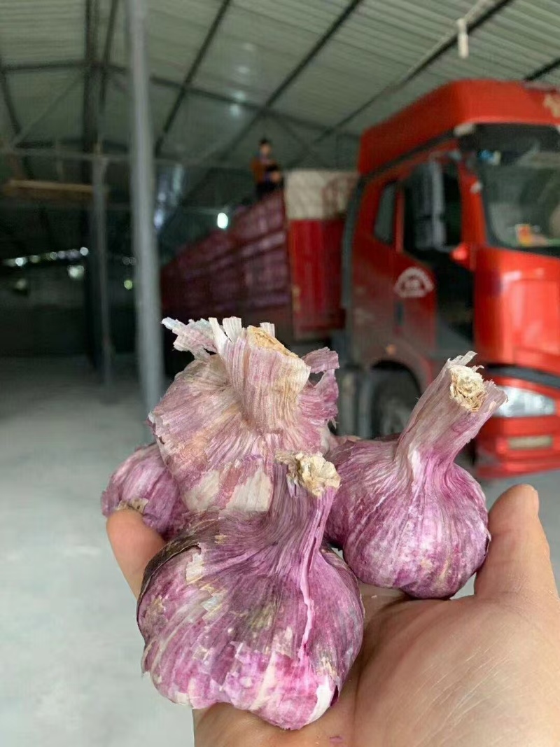 河北邯郸紫皮大蒜四六瓣干蒜干净杂质少提供网袋按需求分拣打