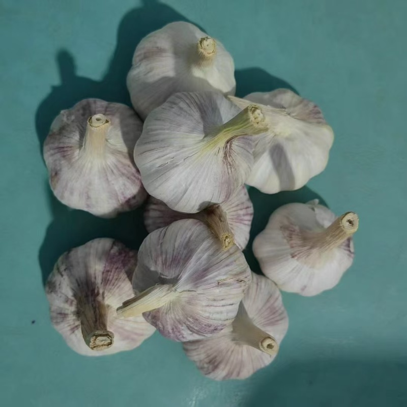河北邯郸紫皮大蒜四六瓣干蒜干净杂质少提供网袋按需求分拣打