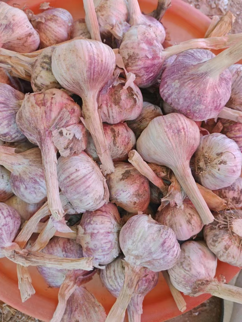 大名紫皮大蒜自家种植货量大一手货源一手价格承接加工餐饮进