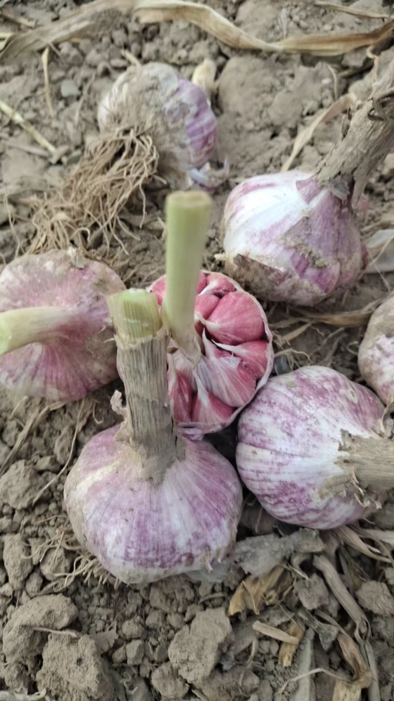 大名紫皮大蒜自家种植货量大一手货源一手价格承接加工餐饮进