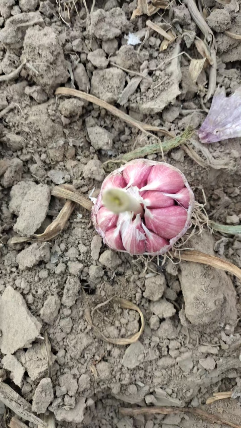 大名紫皮大蒜自家种植货量大一手货源一手价格承接加工餐饮进