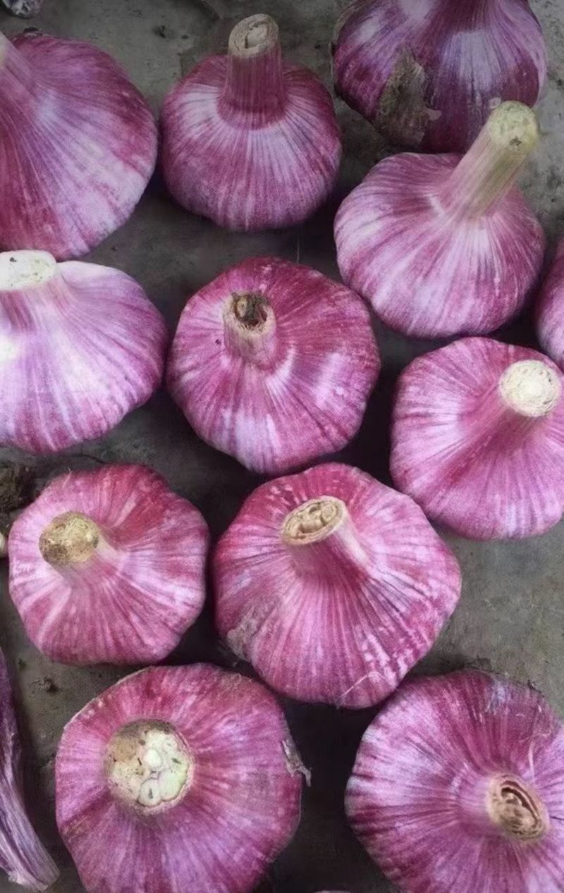 精品紫皮大蒜干度刚好耐储存运输货量大接批发电商团购代发可