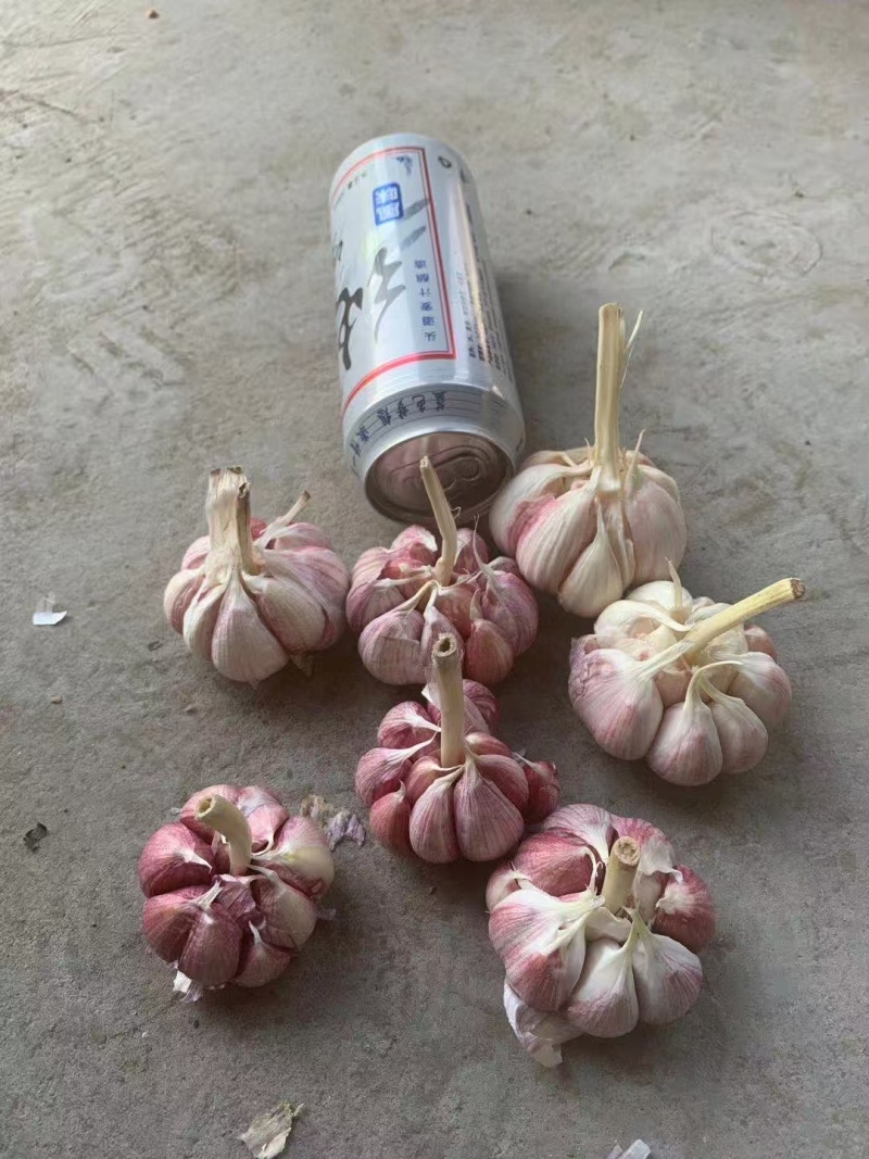 精品紫皮大蒜干度刚好耐储存运输货量大接批发电商团购代发可