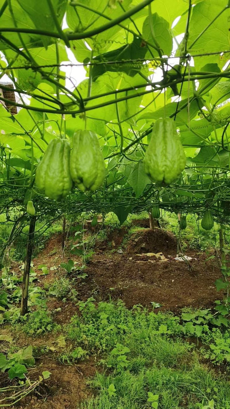 精品云南佛手瓜大量上市产地装车量大从优诚信经营致**系