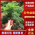 【文竹】文竹盆景福建铁杆品种带盆整箱批发常年供应