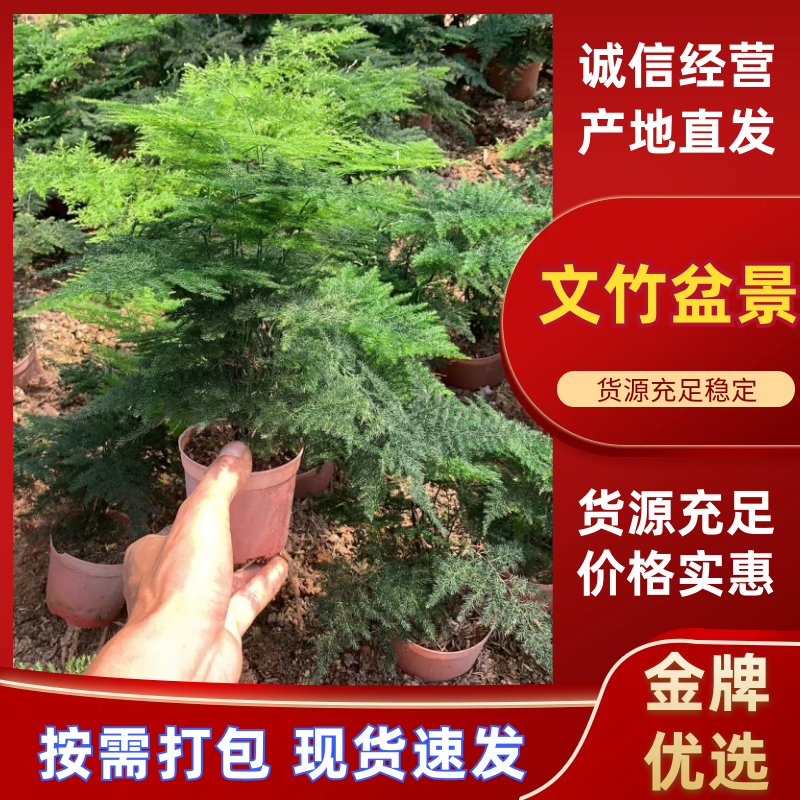 【文竹】文竹盆景福建铁杆品种带盆整箱批发常年供应