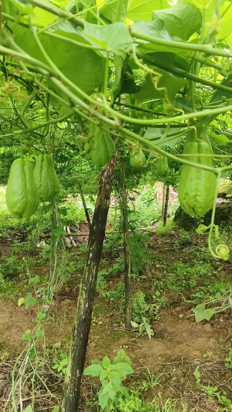 精品云南佛手瓜大量上市产地装车量大从优诚信经营致**系