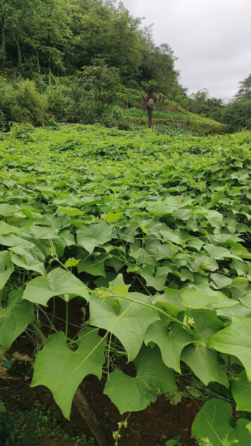 精品云南佛手瓜大量上市产地装车量大从优诚信经营致**系