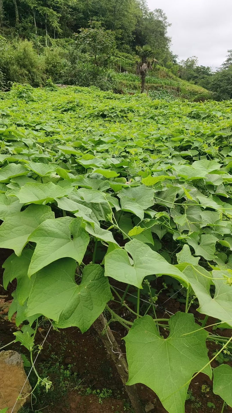 精品云南佛手瓜大量上市产地装车量大从优诚信经营致**系
